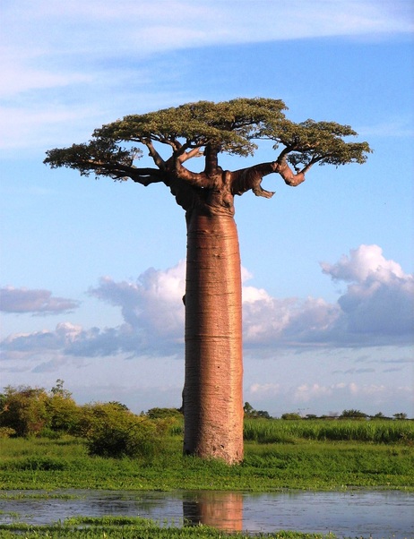The Baobab tree
