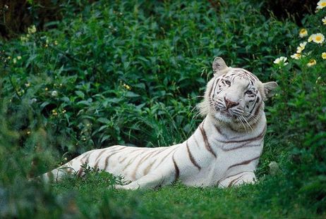 White Tiger