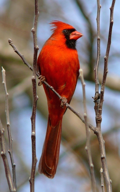 The State Bird of N.Carolina