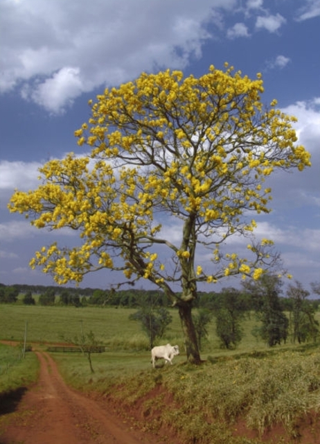 The National Tree of Venezuela - Tabebula Chrysantha