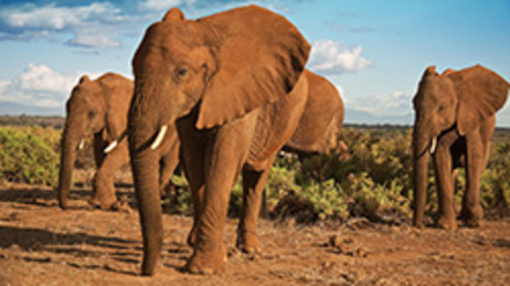 Elephants in Kenya