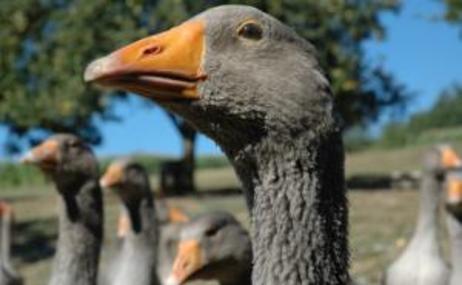 Sarlat Goose