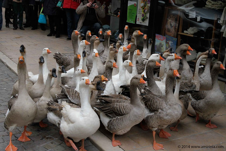 Goose Fair in Sarlat, France