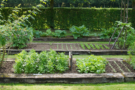 Vegetable Garden 