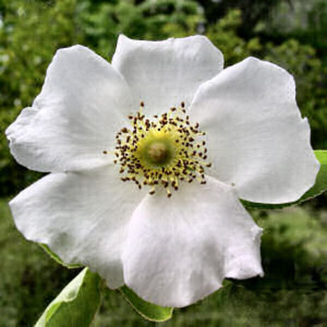 The Cherokee Rose of Georgia